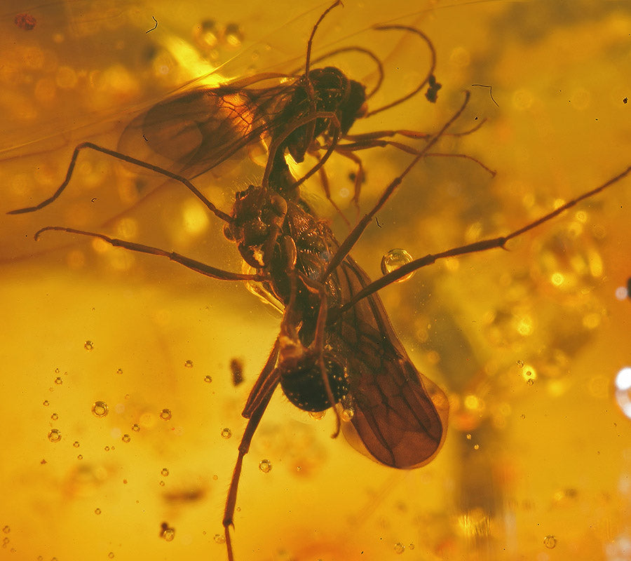 Wasp Swarm in Amber