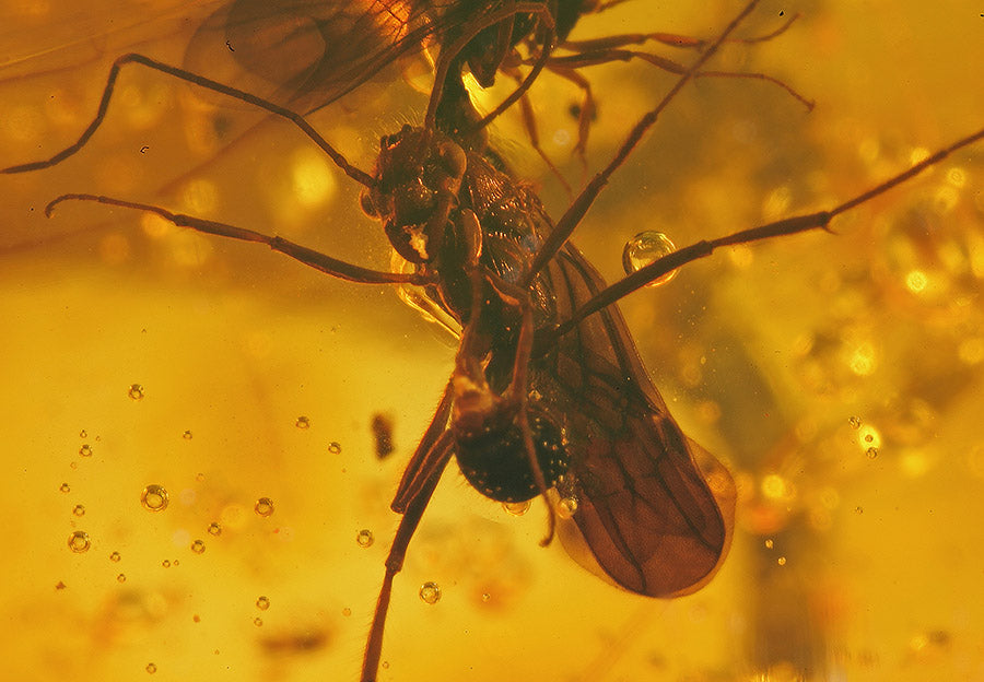 Wasp Swarm in Amber