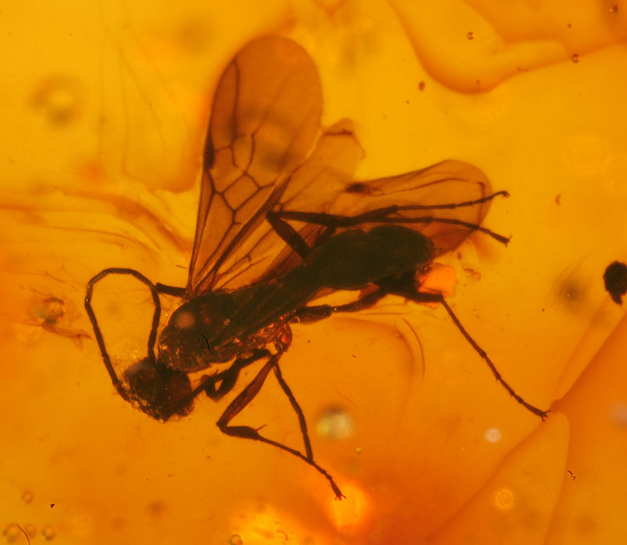 Wasp Swarm in Amber