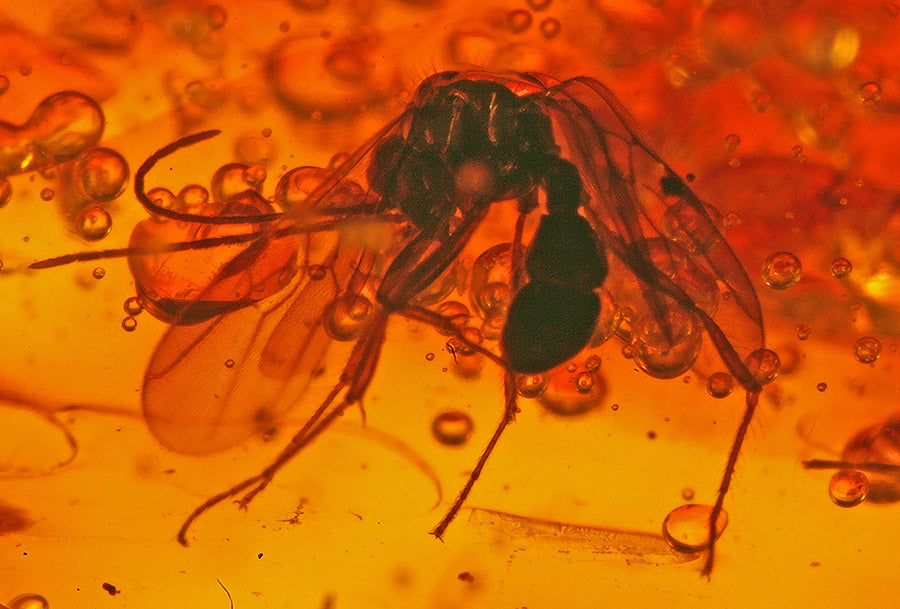 Wasp Swarm in Amber