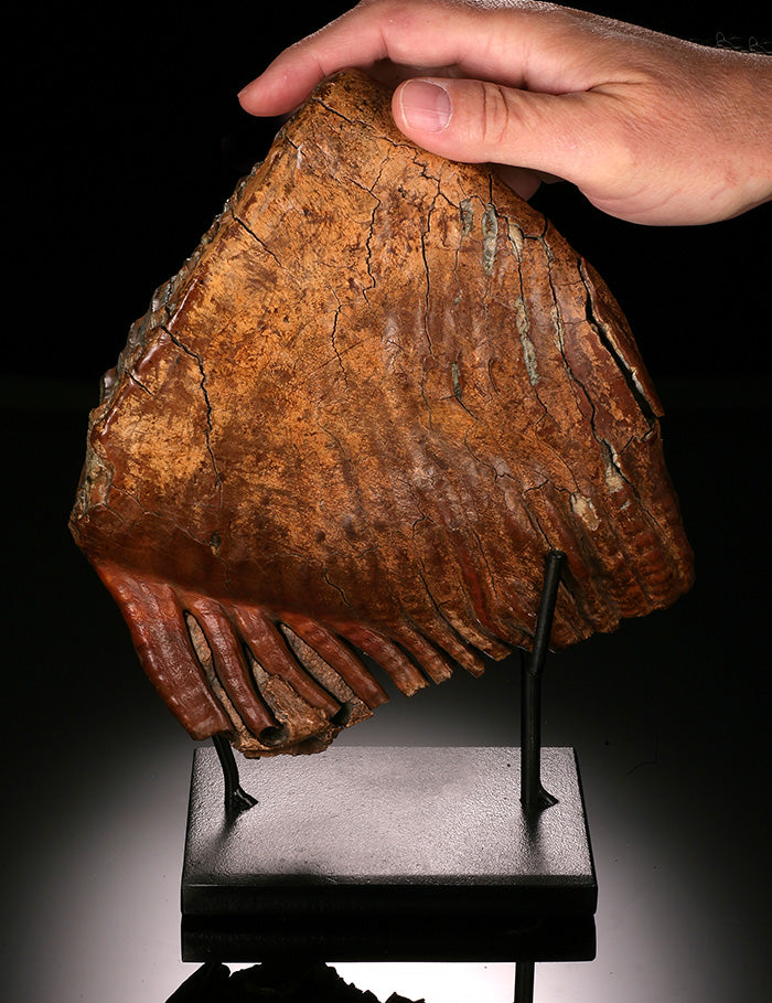 Woolly Mammoth Molar