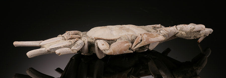 Macrophthalmus Crab Fossil