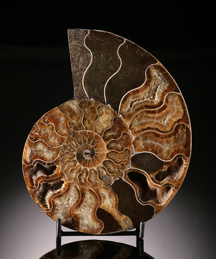 Madagascar Ammonite Slice (with stand)
