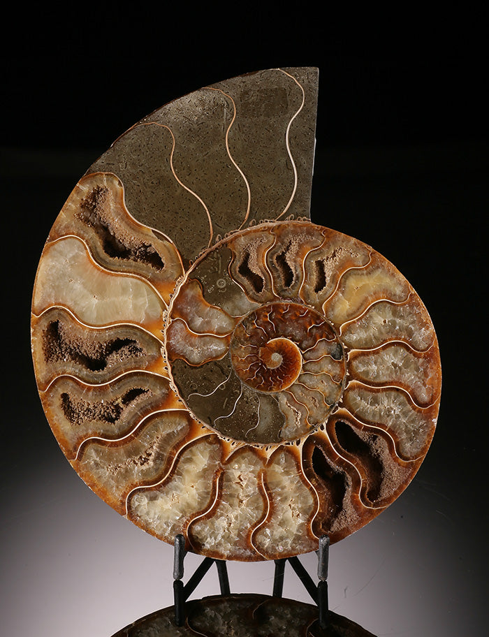 6-1/2" Sliced Ammonite (w/ stand)