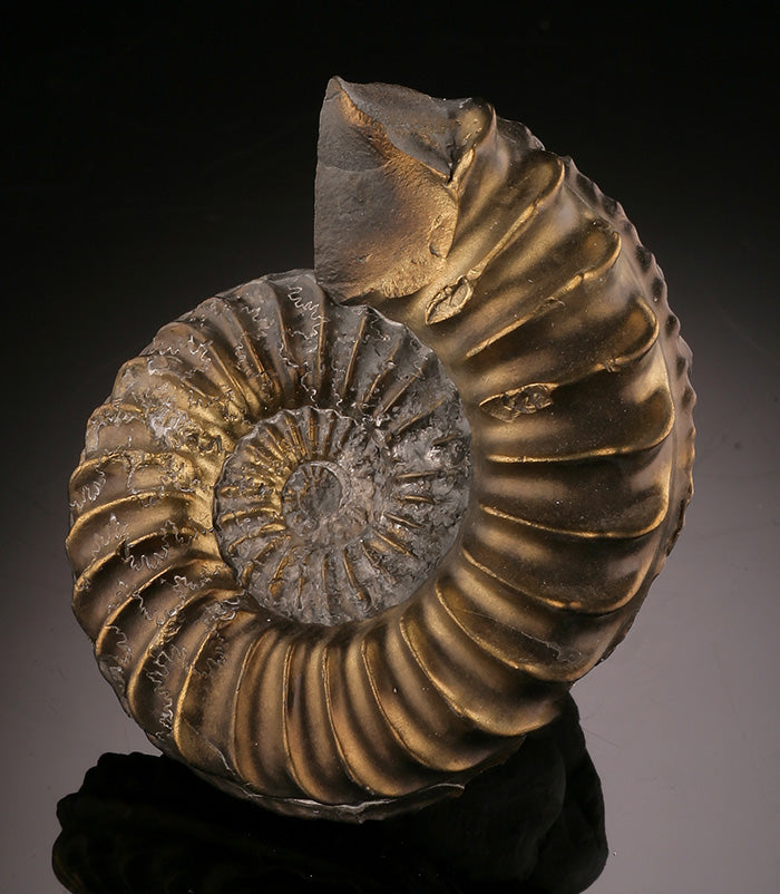 Pleuroceras Pyritized Ammonite, Germany