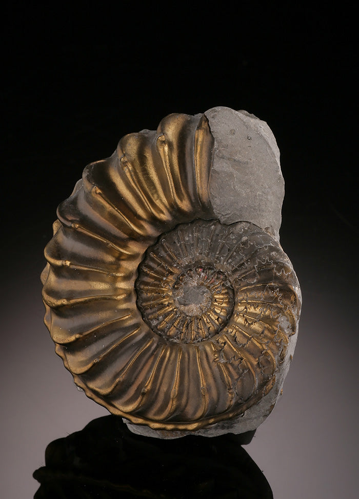 Pleuroceras Pyritized Ammonite