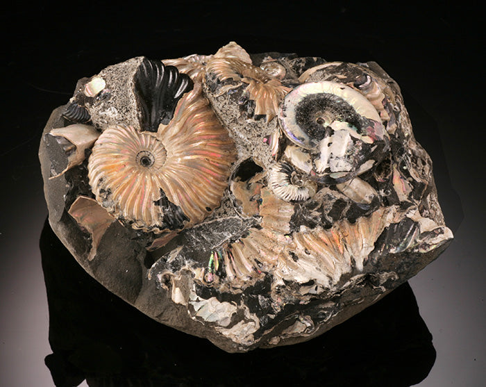 Deshayesites deshayesi Ammonite Cluster