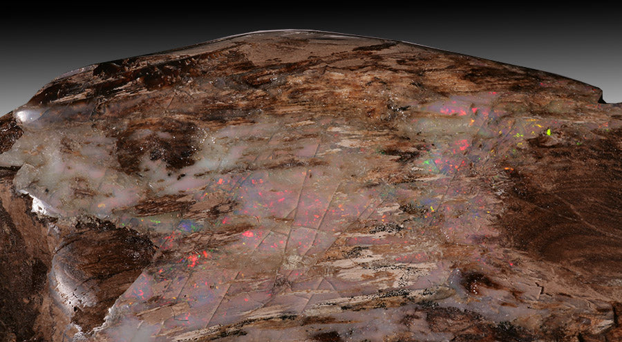Opalized Wood - Virgin Valley, NV