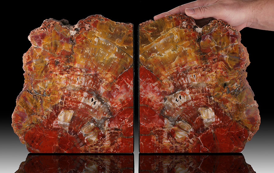 LARGE Petrified Wood Bookends - Arizona