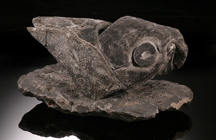 6-1/2" Placoderm (Armored Fish)