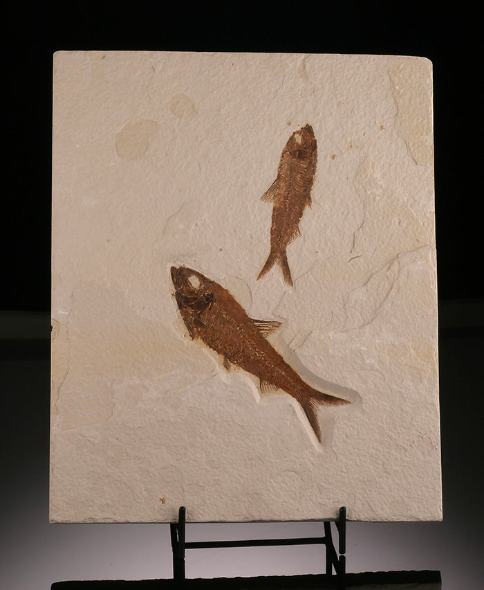 Double Knighta Fossil Fish (with stand)