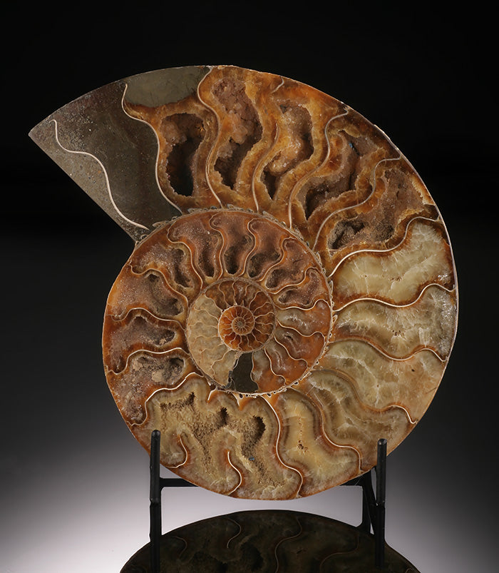 Ammonite from Madagascar (with stand)