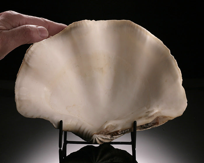 Tridacna gigas - Giant Clam Shell (w/ stand)