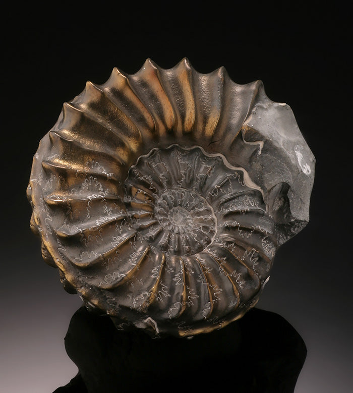 Pyritized Ammonite - Germany