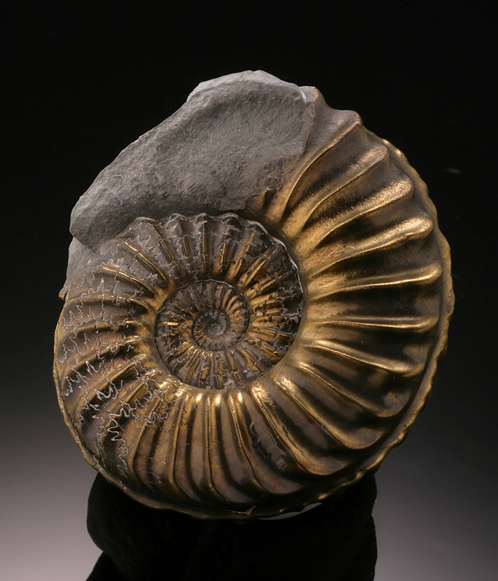 Jurassic Pyritized Ammonite - Pleuroceras