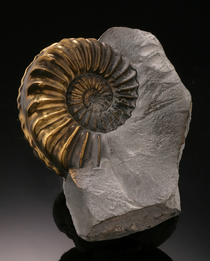 Pyritized Ammonite- Pleuroceras