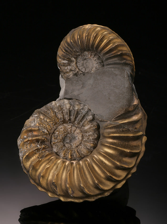 Double Pyritized Ammonite