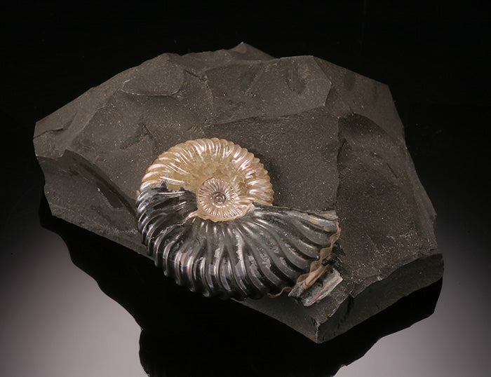 Deshayesites deshayesi Ammonite - Russia