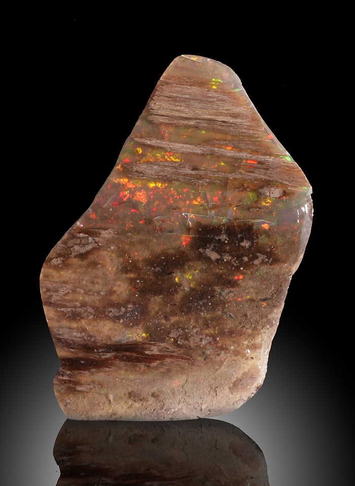 Opalized Wood (Bark) -Nevada