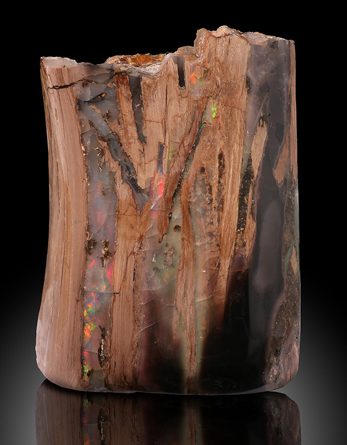 Opalized Wood - Bonanza Mine