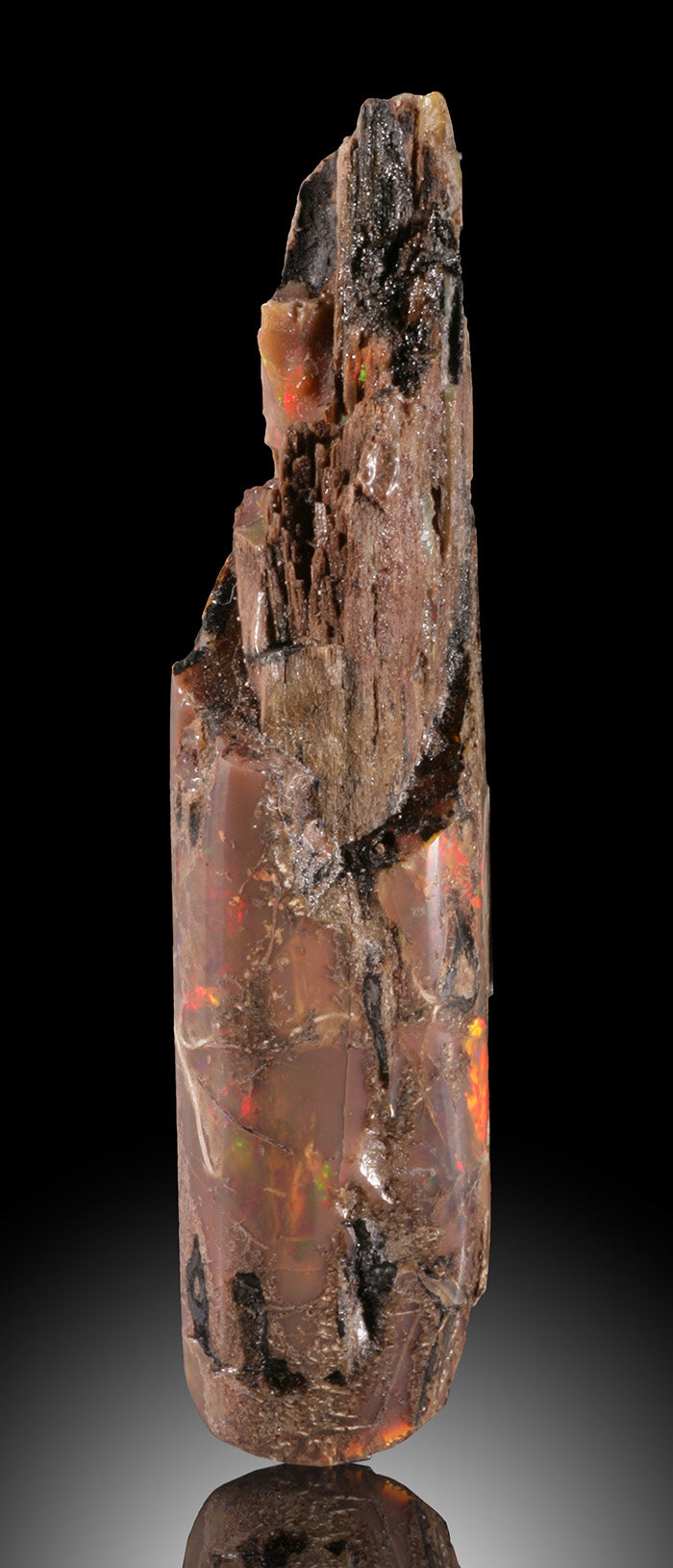 Virgin Valley Opalized Wood
