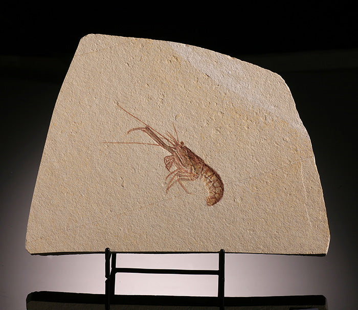 Fossil Lobster - Solnhofen, Germany (w/ stand)