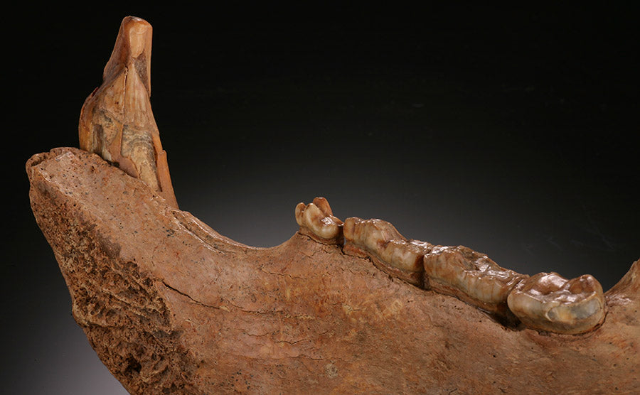 Cave Bear Mandible - Romania (w/ stand)