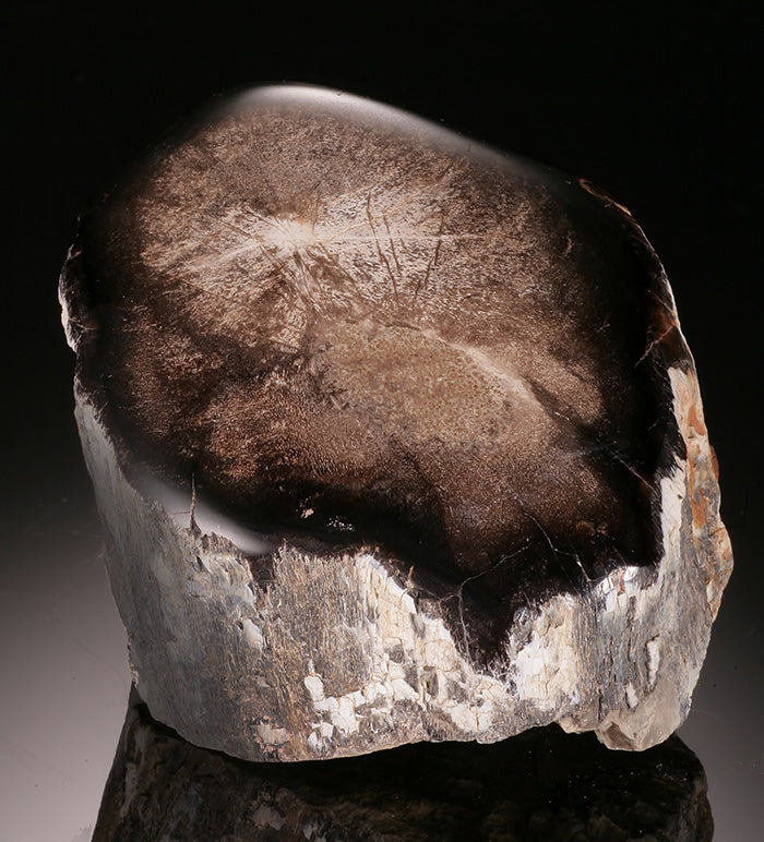 Petrified Wood - Washington State