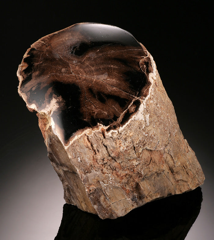 Petrified Wood - Washington, Miocene