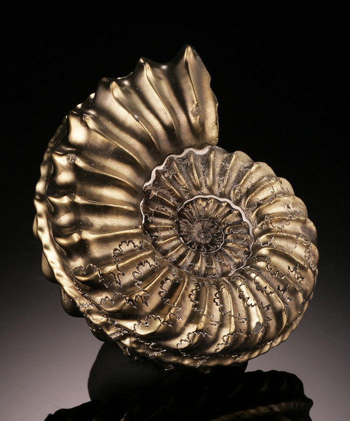 Pyritized Ammonite, Pleuroceras