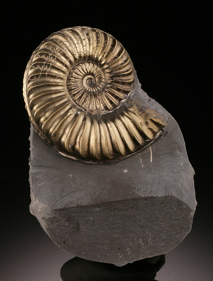 Pyritized Ammonite in Matrix, Pleuroceras