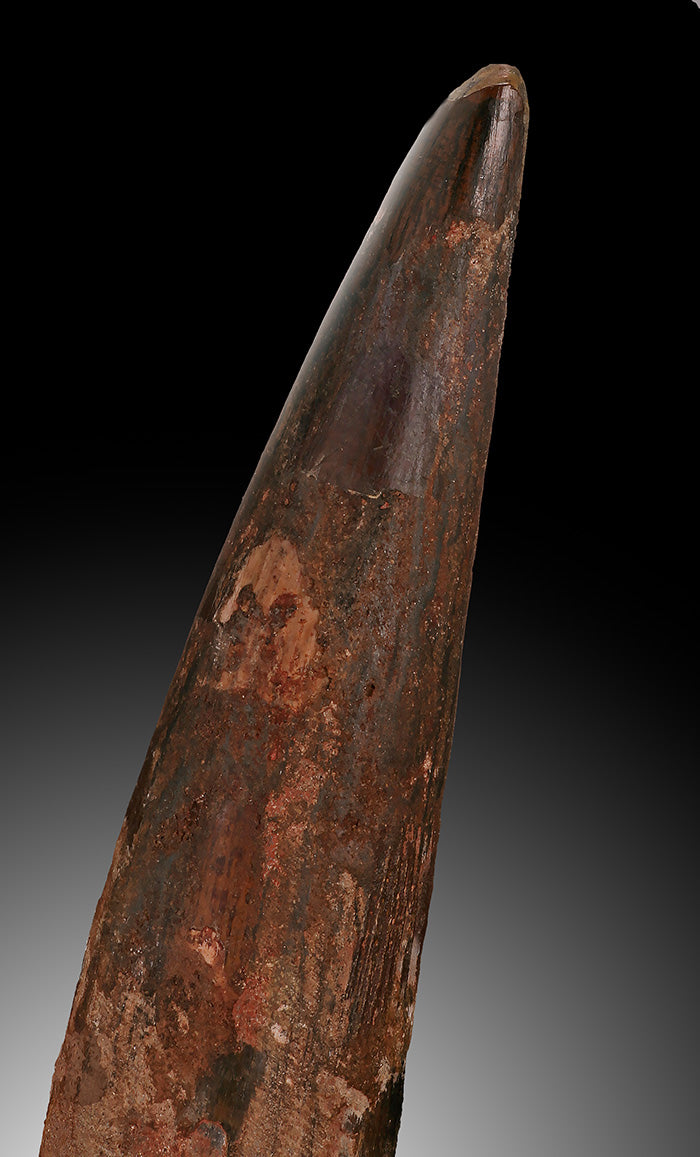 Large, Rooted Spinosaurus Tooth