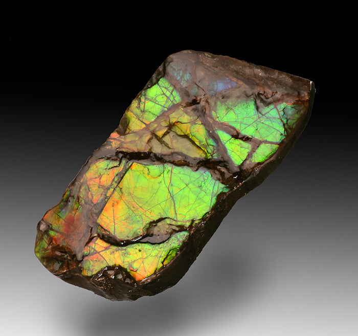 Ammolite - Canada