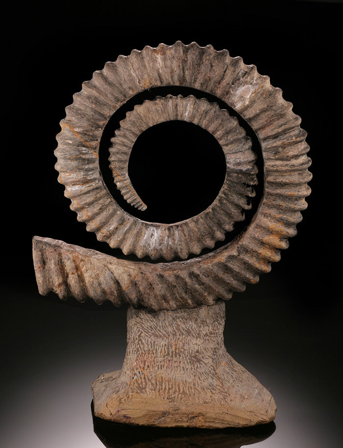 Uncoiled Ammonite - Anetoceras