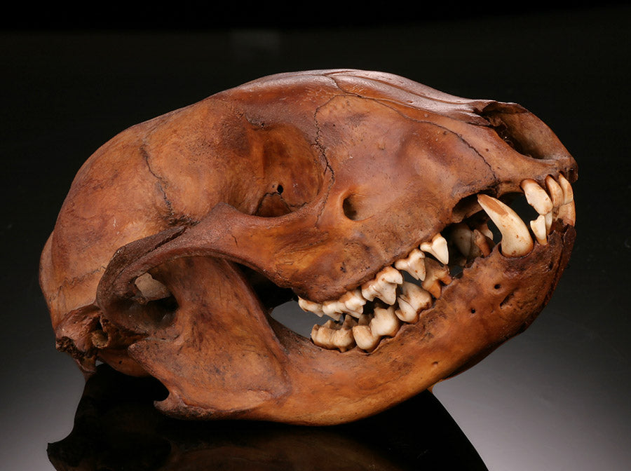 Ice Age Raccoon Skull