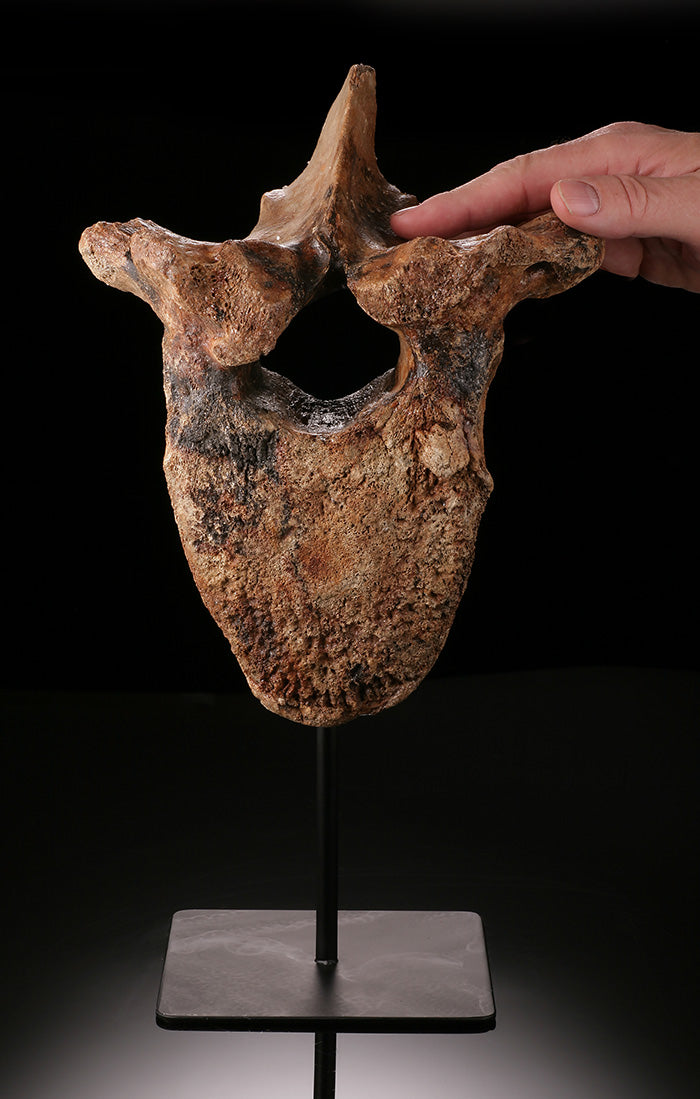 Woolly Mammoth Vertebra