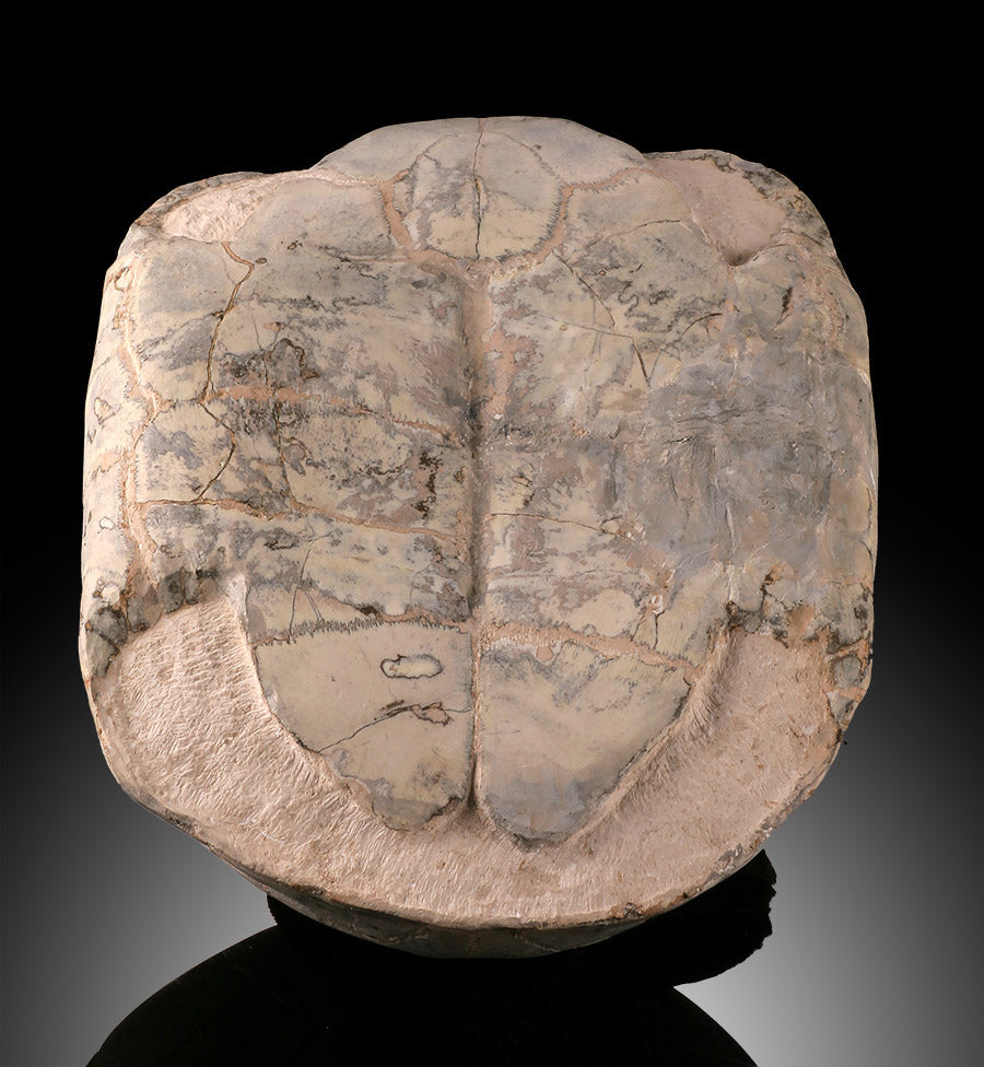 Oligocene Turtle Shell (Badlands) - Testudo thompsoni