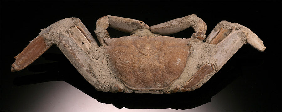 Macrophthalmus Crab Fossil - Madagascar