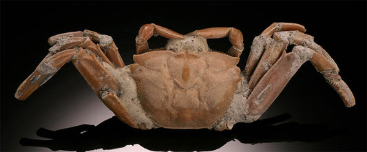 Macrophthalmus Crab Fossil - Madagascar