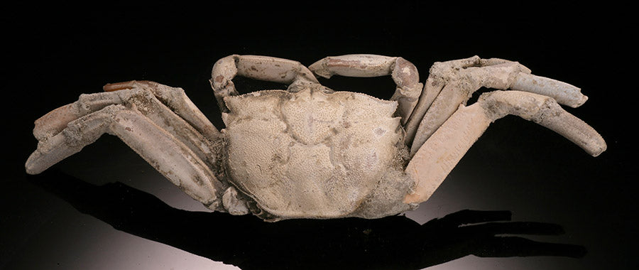 5" Macrophthalmus Crab Fossil