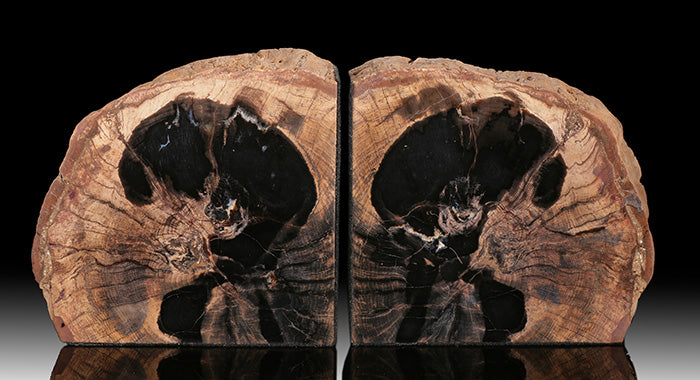 13" Oregon Petrified Wood Bookends
