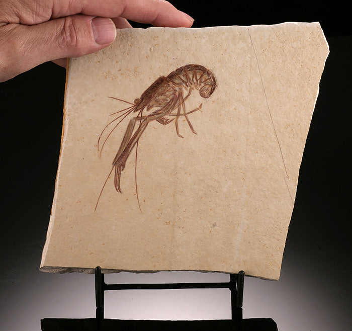 Fossil Lobster - Mecochirus longimanus (w/ stand)