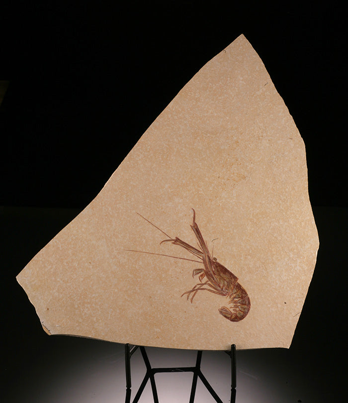Mecochirus Lobster - Solnhofen (w/ stand)