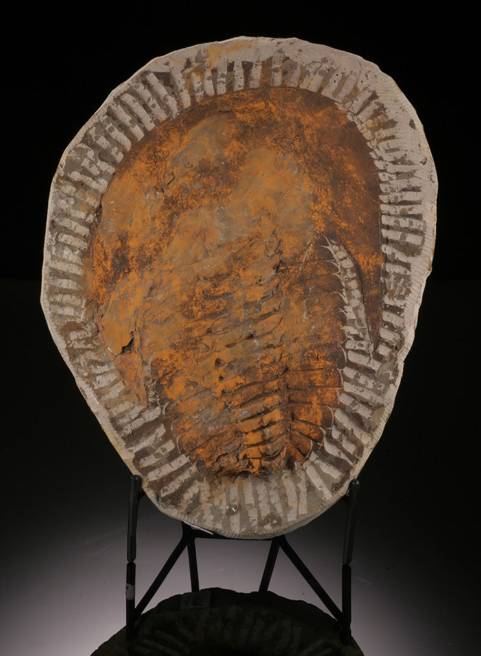 10" Cambropallas Trilobite Fossil (with stand)