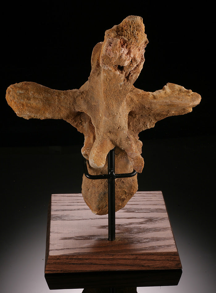 Spinosaurus Cervical Vertebra
