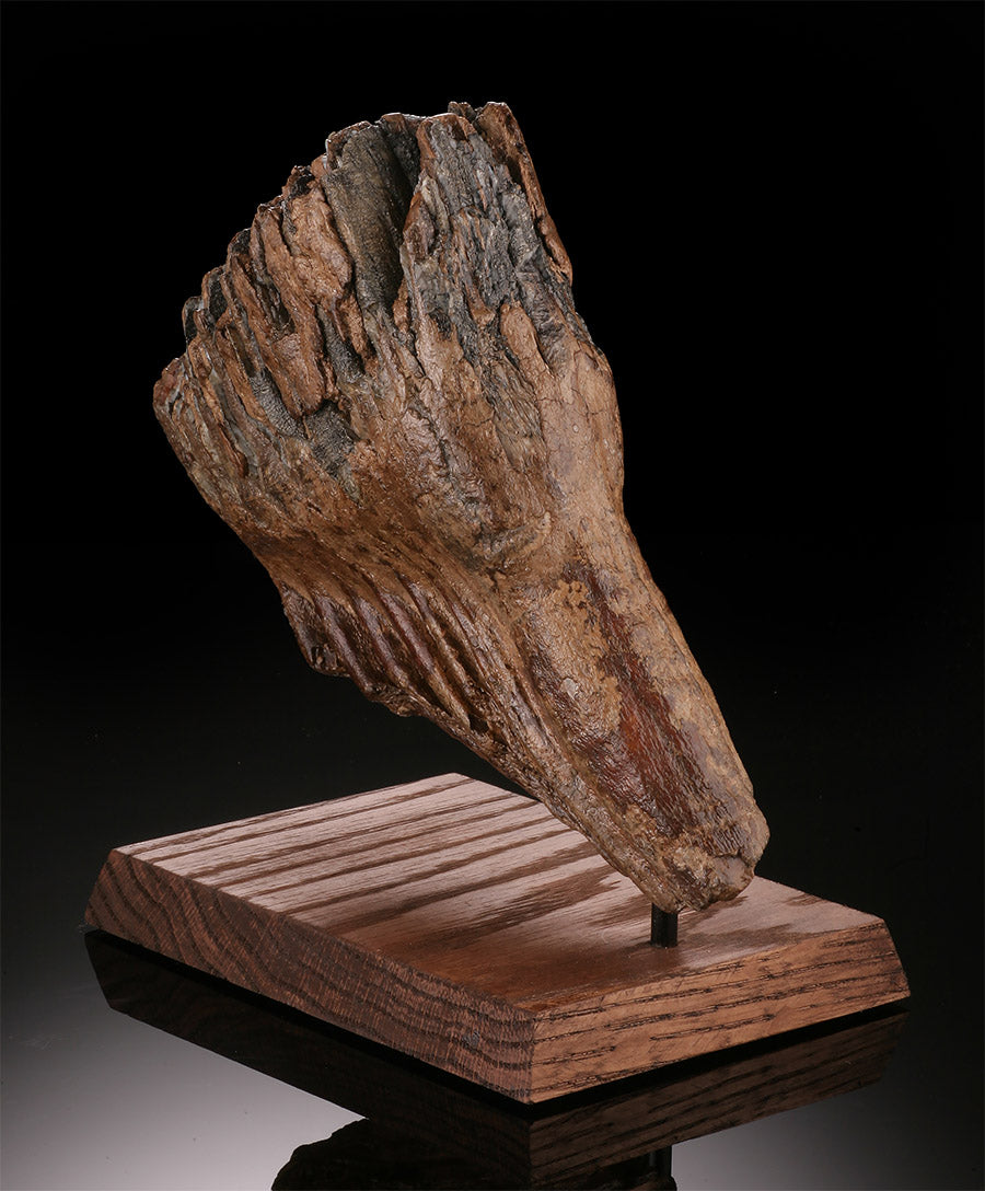 Woolly Mammoth Molar w/ Stand