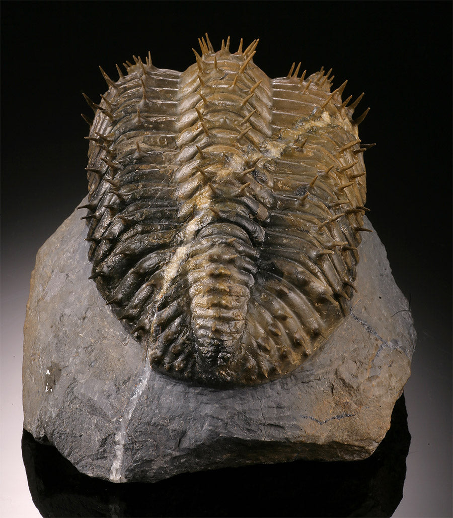 Trilobite w/ Quartz Inclusion