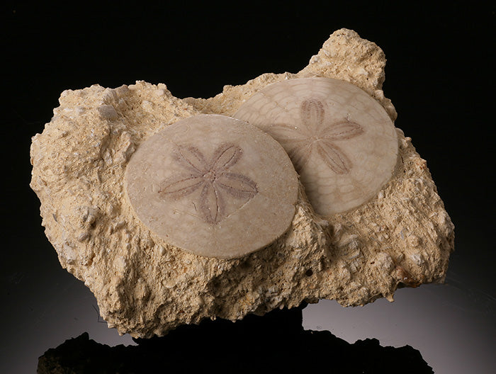 Scutella Fossil