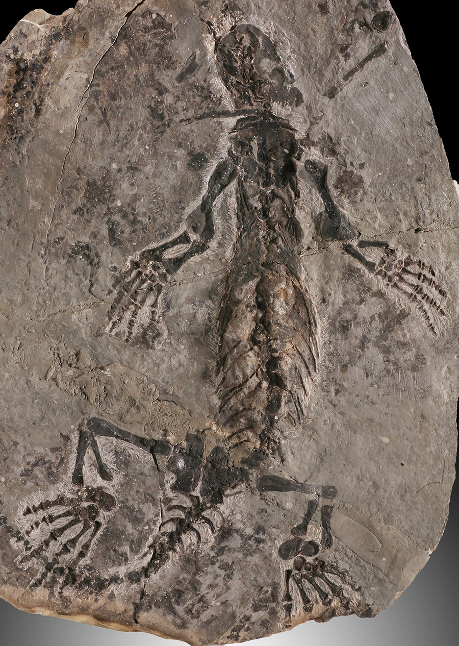 Barasaurus besairiei Fossil (w/ stand)