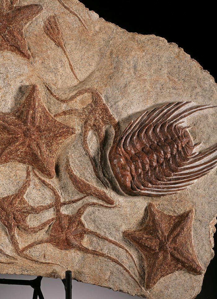 Starfish, Crinoid & Trilobite Mortality Plate (w/ stand)